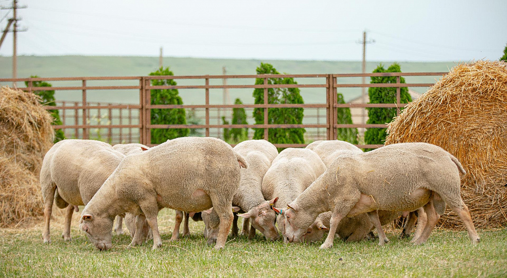 «Дамате» проводит первое массовое осеменение овец в Ставропольском крае